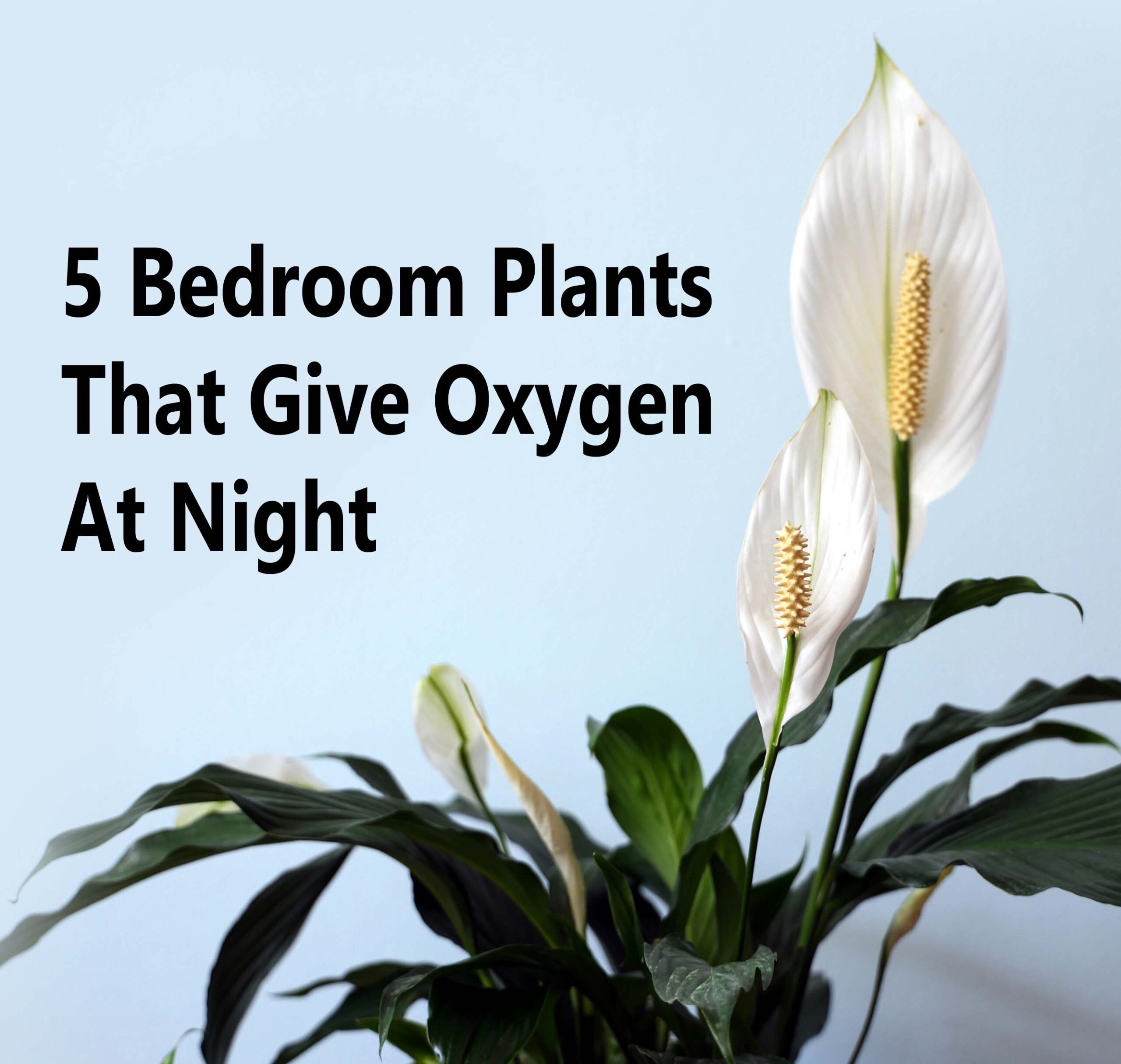 5 Bedroom Plants That Give Oxygen At Night