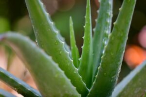 Aloe Vera 