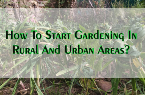 How To Start Gardening In Rural And Urban Areas?